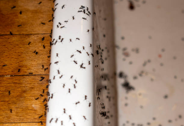 Best Emergency Pest Control  in Melbourne, AR