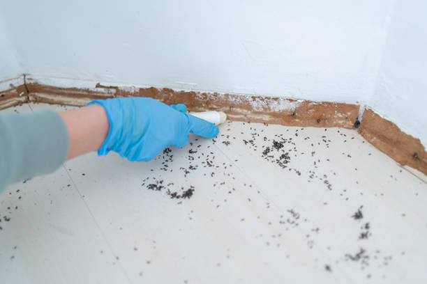 Best Mosquito Control Services  in Melbourne, AR